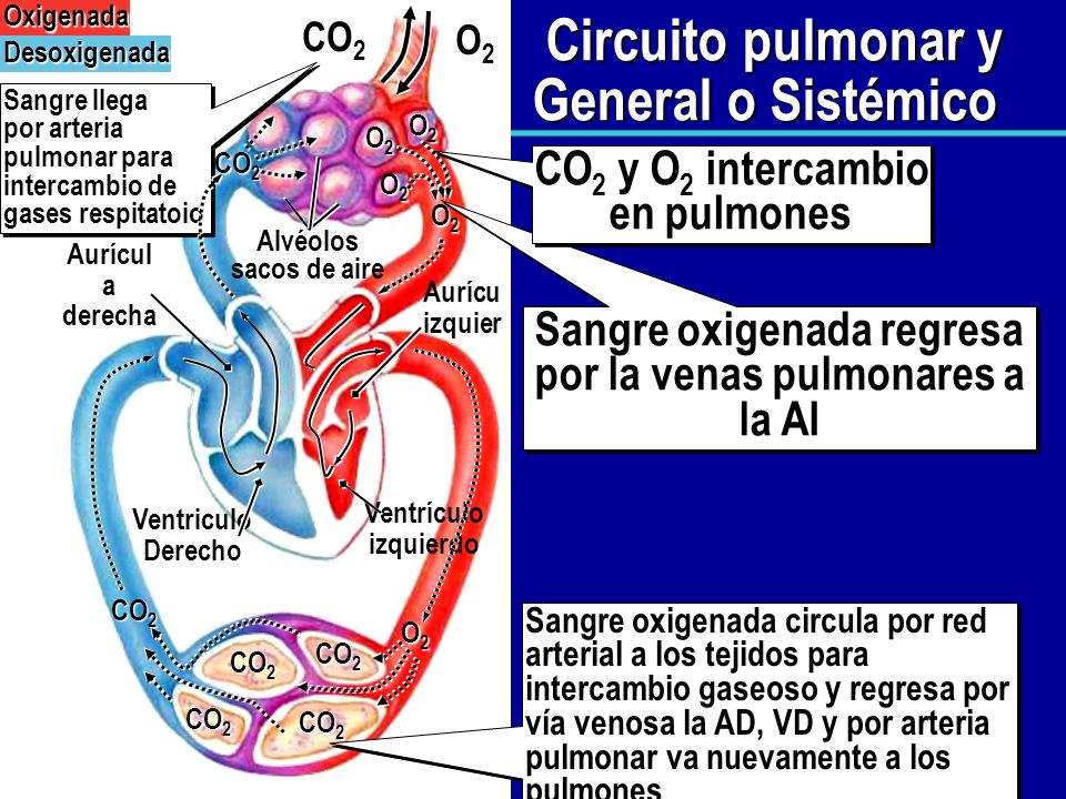 las venas llevan sangre oxigenada o desoxigenada
